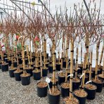 Nektárinka (Prunus nucipersica) ´BIG TOP´ - stredne skorá, výška 150-180 cm, obvod kmeňa 4/6 cm, kont. C10L